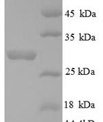 SDS-PAGE separation of QP8753 followed by commassie total protein stain results in a primary band consistent with reported data for Androgen-induced gene 1 protein. These data demonstrate Greater than 90% as determined by SDS-PAGE.