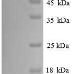 SDS-PAGE separation of QP8756 followed by commassie total protein stain results in a primary band consistent with reported data for Cadherin-12. These data demonstrate Greater than 90% as determined by SDS-PAGE.