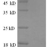 SDS-PAGE separation of QP8759 followed by commassie total protein stain results in a primary band consistent with reported data for ESAT-6-like protein EsxB. These data demonstrate Greater than 90% as determined by SDS-PAGE.