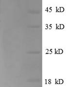 SDS-PAGE separation of QP8761 followed by commassie total protein stain results in a primary band consistent with reported data for SLC43A1. These data demonstrate Greater than 90% as determined by SDS-PAGE.