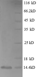 SDS-PAGE separation of QP8761 followed by commassie total protein stain results in a primary band consistent with reported data for SLC43A1. These data demonstrate Greater than 90% as determined by SDS-PAGE.