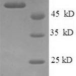 SDS-PAGE separation of QP8764 followed by commassie total protein stain results in a primary band consistent with reported data for Podocalyxin. These data demonstrate Greater than 90% as determined by SDS-PAGE.