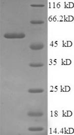 SDS-PAGE separation of QP8764 followed by commassie total protein stain results in a primary band consistent with reported data for Podocalyxin. These data demonstrate Greater than 90% as determined by SDS-PAGE.