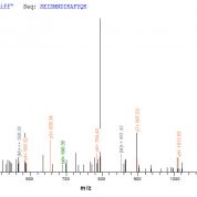 SEQUEST analysis of LC MS/MS spectra obtained from a run with QP8765 identified a match between this protein and the spectra of a peptide sequence that matches a region of Annexin A1.