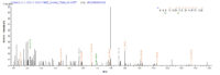 SEQUEST analysis of LC MS/MS spectra obtained from a run with QP8765 identified a match between this protein and the spectra of a peptide sequence that matches a region of Annexin A1.