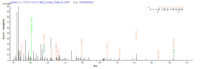 Additional SEQUEST analysis of the LC MS/MS spectra from QP8765 identified an additional between this protein and the spectra of another peptide sequence that matches a region of Annexin A1 confirming successful recombinant synthesis.