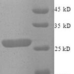 SDS-PAGE separation of QP8767 followed by commassie total protein stain results in a primary band consistent with reported data for Zinc finger matrin-type protein 2. These data demonstrate Greater than 90% as determined by SDS-PAGE.