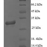 SDS-PAGE separation of QP8768 followed by commassie total protein stain results in a primary band consistent with reported data for Microtubule-associated protein 1S. These data demonstrate Greater than 90% as determined by SDS-PAGE.