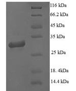 SDS-PAGE separation of QP8768 followed by commassie total protein stain results in a primary band consistent with reported data for Microtubule-associated protein 1S. These data demonstrate Greater than 90% as determined by SDS-PAGE.