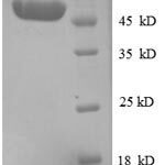 SDS-PAGE separation of QP8770 followed by commassie total protein stain results in a primary band consistent with reported data for PSME3 / PA28-gamma. These data demonstrate Greater than 90% as determined by SDS-PAGE.