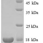 SDS-PAGE separation of QP8771 followed by commassie total protein stain results in a primary band consistent with reported data for 60S ribosomal protein L31. These data demonstrate Greater than 90% as determined by SDS-PAGE.