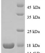 SDS-PAGE separation of QP8771 followed by commassie total protein stain results in a primary band consistent with reported data for 60S ribosomal protein L31. These data demonstrate Greater than 90% as determined by SDS-PAGE.