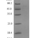 SDS-PAGE separation of QP8774 followed by commassie total protein stain results in a primary band consistent with reported data for ZSCAN21. These data demonstrate Greater than 90% as determined by SDS-PAGE.