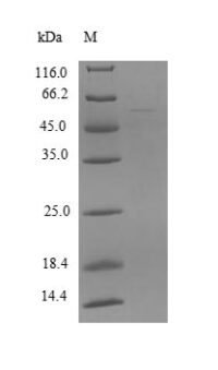 SDS-PAGE separation of QP8774 followed by commassie total protein stain results in a primary band consistent with reported data for ZSCAN21. These data demonstrate Greater than 90% as determined by SDS-PAGE.