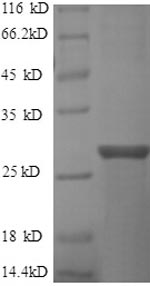 SDS-PAGE separation of QP8776 followed by commassie total protein stain results in a primary band consistent with reported data for GTPase ERas. These data demonstrate Greater than 90% as determined by SDS-PAGE.