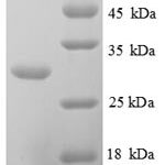 SDS-PAGE separation of QP8778 followed by commassie total protein stain results in a primary band consistent with reported data for Kallikrein-10. These data demonstrate Greater than 90% as determined by SDS-PAGE.