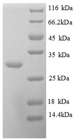 SDS-PAGE separation of QP8778 followed by commassie total protein stain results in a primary band consistent with reported data for Kallikrein-10. These data demonstrate Greater than 90% as determined by SDS-PAGE.