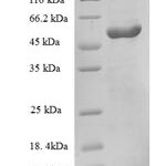 SDS-PAGE separation of QP8779 followed by commassie total protein stain results in a primary band consistent with reported data for Vitamin B12-binding protein. These data demonstrate Greater than 90% as determined by SDS-PAGE.