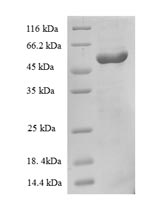 SDS-PAGE separation of QP8779 followed by commassie total protein stain results in a primary band consistent with reported data for Vitamin B12-binding protein. These data demonstrate Greater than 90% as determined by SDS-PAGE.