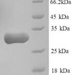 SDS-PAGE separation of QP8781 followed by commassie total protein stain results in a primary band consistent with reported data for Carbonyl reductase [NADPH] 1. These data demonstrate Greater than 90% as determined by SDS-PAGE.