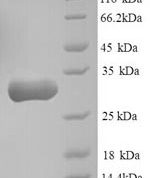 SDS-PAGE separation of QP8781 followed by commassie total protein stain results in a primary band consistent with reported data for Carbonyl reductase [NADPH] 1. These data demonstrate Greater than 90% as determined by SDS-PAGE.