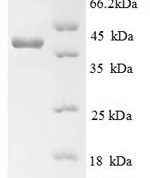 SDS-PAGE separation of QP8786 followed by commassie total protein stain results in a primary band consistent with reported data for AGER / RAGE. These data demonstrate Greater than 90% as determined by SDS-PAGE.