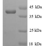 SDS-PAGE separation of QP8787 followed by commassie total protein stain results in a primary band consistent with reported data for Homocysteine S-methyltransferase 1. These data demonstrate Greater than 90% as determined by SDS-PAGE.