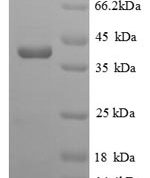 SDS-PAGE separation of QP8787 followed by commassie total protein stain results in a primary band consistent with reported data for Homocysteine S-methyltransferase 1. These data demonstrate Greater than 90% as determined by SDS-PAGE.