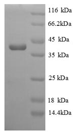 SDS-PAGE separation of QP8787 followed by commassie total protein stain results in a primary band consistent with reported data for Homocysteine S-methyltransferase 1. These data demonstrate Greater than 90% as determined by SDS-PAGE.