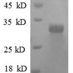 SDS-PAGE separation of QP8788 followed by commassie total protein stain results in a primary band consistent with reported data for Laminin subunit beta-2. These data demonstrate Greater than 90% as determined by SDS-PAGE.