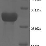 SDS-PAGE separation of QP8790 followed by commassie total protein stain results in a primary band consistent with reported data for Plexin-A1. These data demonstrate Greater than 90% as determined by SDS-PAGE.