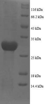 SDS-PAGE separation of QP8790 followed by commassie total protein stain results in a primary band consistent with reported data for Plexin-A1. These data demonstrate Greater than 90% as determined by SDS-PAGE.