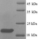 SDS-PAGE separation of QP8791 followed by commassie total protein stain results in a primary band consistent with reported data for Plexin-A1. These data demonstrate Greater than 90% as determined by SDS-PAGE.