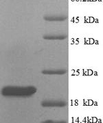 SDS-PAGE separation of QP8791 followed by commassie total protein stain results in a primary band consistent with reported data for Plexin-A1. These data demonstrate Greater than 90% as determined by SDS-PAGE.