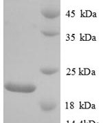 SDS-PAGE separation of QP8792 followed by commassie total protein stain results in a primary band consistent with reported data for Urokinase / PLAU. These data demonstrate Greater than 90% as determined by SDS-PAGE.