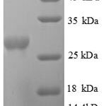 SDS-PAGE separation of QP8793 followed by commassie total protein stain results in a primary band consistent with reported data for Orotidine 5'-phosphate decarboxylase. These data demonstrate Greater than 90% as determined by SDS-PAGE.