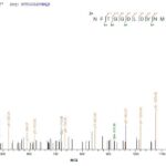 SEQUEST analysis of LC MS/MS spectra obtained from a run with QP8796 identified a match between this protein and the spectra of a peptide sequence that matches a region of Vacuolating cytotoxin autotransporter.