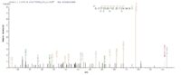 SEQUEST analysis of LC MS/MS spectra obtained from a run with QP8796 identified a match between this protein and the spectra of a peptide sequence that matches a region of Vacuolating cytotoxin autotransporter.