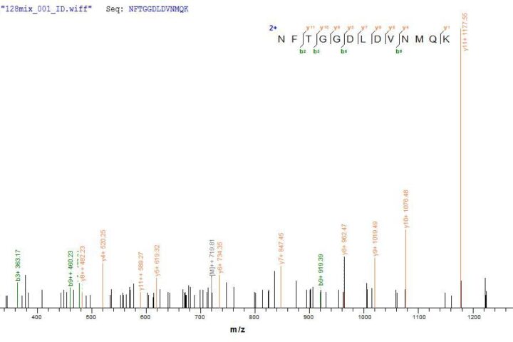 SEQUEST analysis of LC MS/MS spectra obtained from a run with QP8796 identified a match between this protein and the spectra of a peptide sequence that matches a region of Vacuolating cytotoxin autotransporter.
