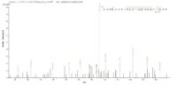 Additional SEQUEST analysis of the LC MS/MS spectra from QP8796 identified an additional between this protein and the spectra of another peptide sequence that matches a region of Vacuolating cytotoxin autotransporter confirming successful recombinant synthesis.