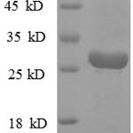 SDS-PAGE separation of QP8797 followed by commassie total protein stain results in a primary band consistent with reported data for Vacuolating cytotoxin autotransporter. These data demonstrate Greater than 90% as determined by SDS-PAGE.