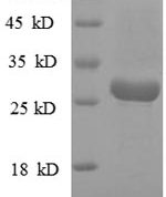 SDS-PAGE separation of QP8797 followed by commassie total protein stain results in a primary band consistent with reported data for Vacuolating cytotoxin autotransporter. These data demonstrate Greater than 90% as determined by SDS-PAGE.