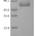 SDS-PAGE separation of QP8800 followed by commassie total protein stain results in a primary band consistent with reported data for Focal adhesion kinase 1. These data demonstrate Greater than 90% as determined by SDS-PAGE.