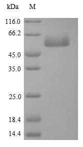 SDS-PAGE separation of QP8800 followed by commassie total protein stain results in a primary band consistent with reported data for Focal adhesion kinase 1. These data demonstrate Greater than 90% as determined by SDS-PAGE.