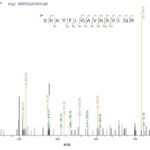 SEQUEST analysis of LC MS/MS spectra obtained from a run with QP8801 identified a match between this protein and the spectra of a peptide sequence that matches a region of Cystathionine beta-lyase MetC.