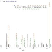 SEQUEST analysis of LC MS/MS spectra obtained from a run with QP8801 identified a match between this protein and the spectra of a peptide sequence that matches a region of Cystathionine beta-lyase MetC.