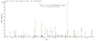 SEQUEST analysis of LC MS/MS spectra obtained from a run with QP8801 identified a match between this protein and the spectra of a peptide sequence that matches a region of Cystathionine beta-lyase MetC.