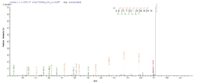 Additional SEQUEST analysis of the LC MS/MS spectra from QP8801 identified an additional between this protein and the spectra of another peptide sequence that matches a region of Cystathionine beta-lyase MetC confirming successful recombinant synthesis.