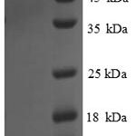 SDS-PAGE separation of QP8803 followed by commassie total protein stain results in a primary band consistent with reported data for Cystathionine gamma-lyase. These data demonstrate Greater than 90% as determined by SDS-PAGE.