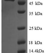 SDS-PAGE separation of QP8803 followed by commassie total protein stain results in a primary band consistent with reported data for Cystathionine gamma-lyase. These data demonstrate Greater than 90% as determined by SDS-PAGE.